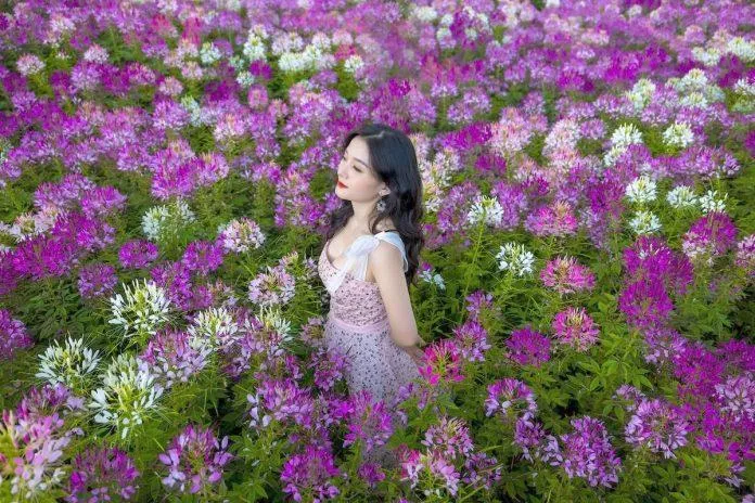 12 mùa hoa Đà Lạt đẹp nhất để bạn lên lịch thưởng thức, check-in phù hợp