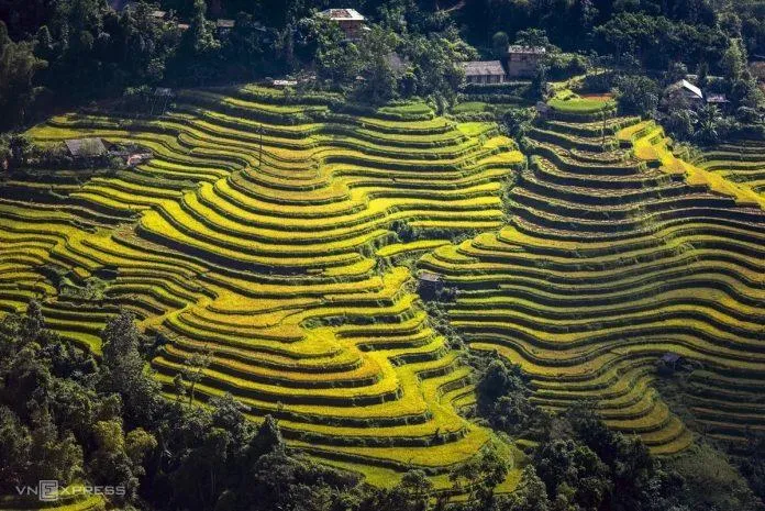 6 địa điểm du lịch lý tưởng để chiêm ngưỡng mùa vàng tuyệt đẹp miền núi Bắc Bộ