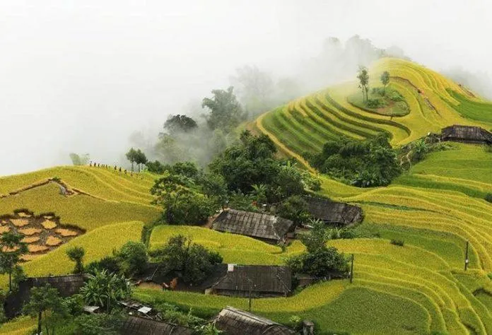 6 địa điểm du lịch lý tưởng để chiêm ngưỡng mùa vàng tuyệt đẹp miền núi Bắc Bộ