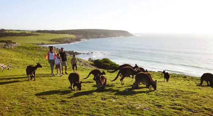 Bạn biết gì về biểu tượng của nước Úc – Đảo Kangaroo?