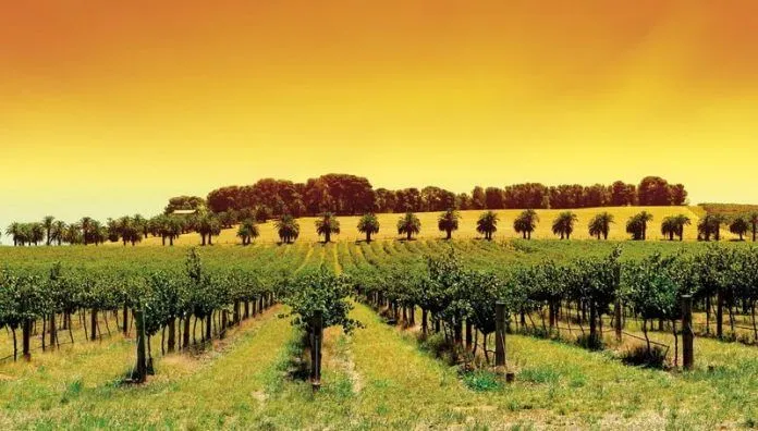 Barossa – Thung lũng của những giấc mơ rượu vang