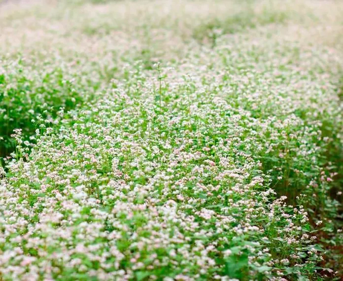 “Chết mê” với vườn hoa tam giác mạch cực hiếm ở Đà Lạt