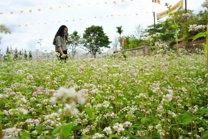 “Chết mê” với vườn hoa tam giác mạch cực hiếm ở Đà Lạt