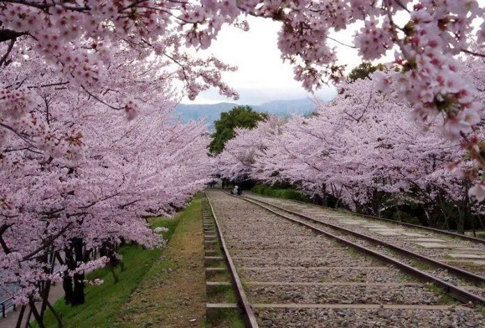 Cung đường hoa anh đào của Nhật Bản – Hành trình khám phá những di tích cổ dưới tán hoa rợp trời!