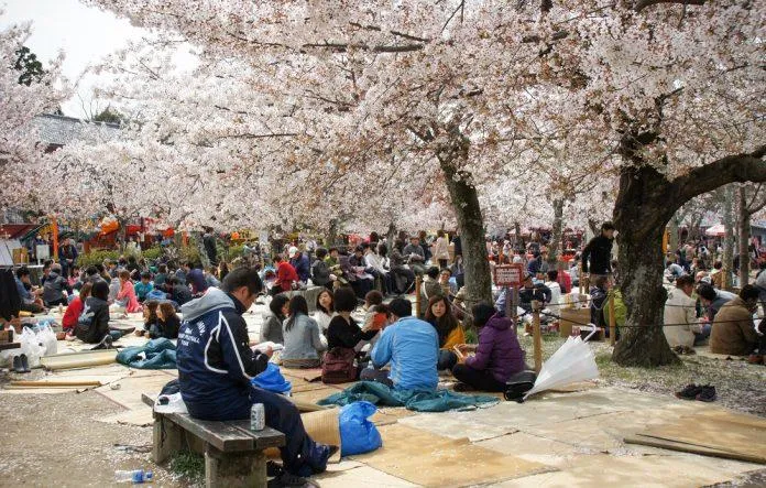 Cung đường hoa anh đào của Nhật Bản – Hành trình khám phá những di tích cổ dưới tán hoa rợp trời!