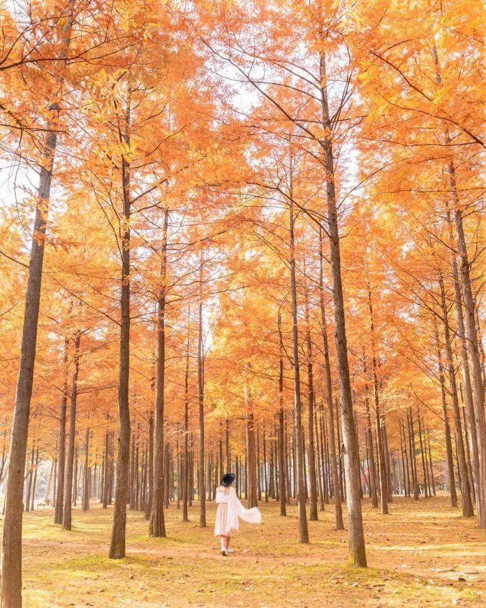 Đắm mình trong “Bản tình ca mùa đông” ngoài đời thực – Đảo Nami xinh đẹp của Hàn Quốc!