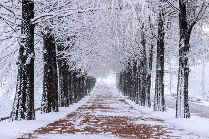 Đắm mình trong “Bản tình ca mùa đông” ngoài đời thực – Đảo Nami xinh đẹp của Hàn Quốc!