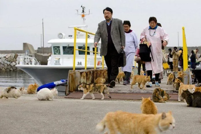 Đảo Mèo Aoshima – Thiên đường dành cho những chú miu, điểm đến không thể bỏ qua tại đất nước Nhật Bản!