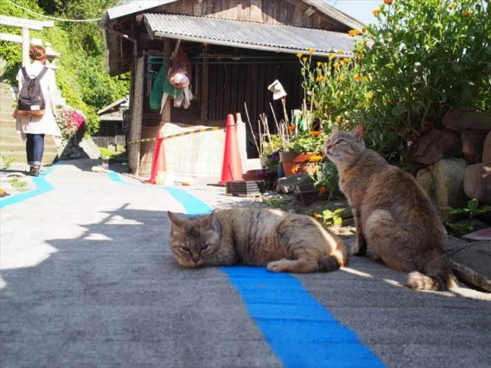 Đảo Mèo Aoshima – Thiên đường dành cho những chú miu, điểm đến không thể bỏ qua tại đất nước Nhật Bản!