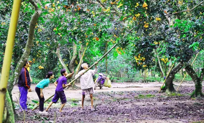 Đến Bến Tre nhớ ghé thăm cồn Phụng