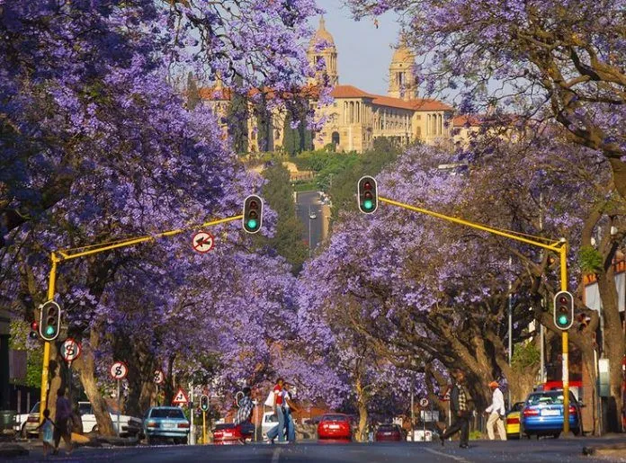 Đến Nam Phi ngất ngây với vẻ đẹp của hoa phượng tím