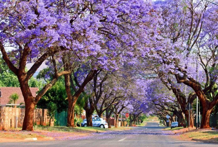 Đến Nam Phi ngất ngây với vẻ đẹp của hoa phượng tím