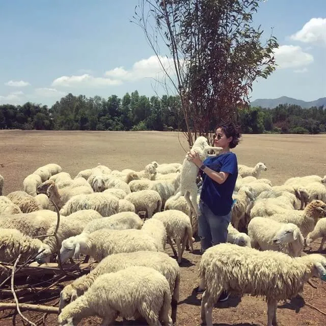 Điểm check in mới cực “hot”: cánh đồng cừu ở Vũng Tàu