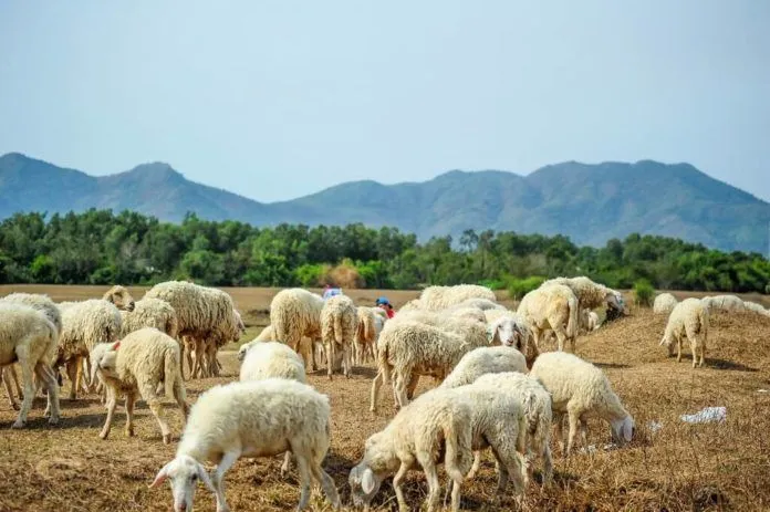 Điểm check in mới cực “hot”: cánh đồng cừu ở Vũng Tàu