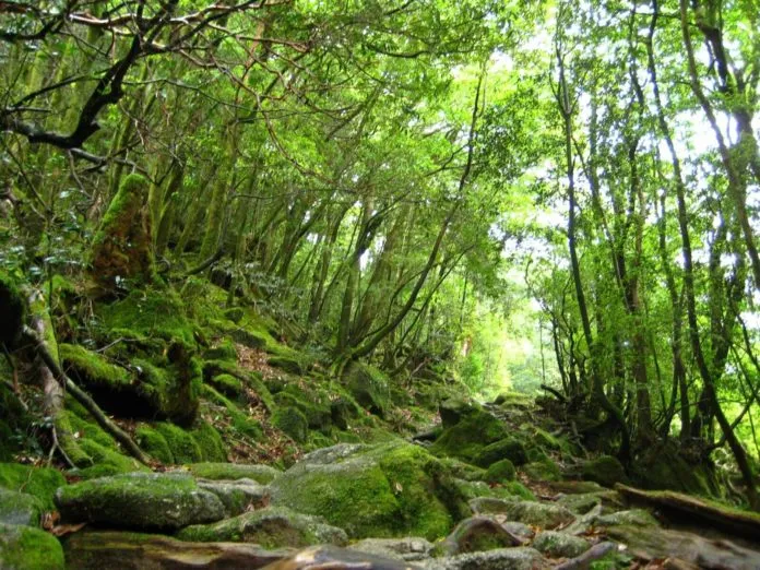 Du lịch đảo thiên đường Yakushima