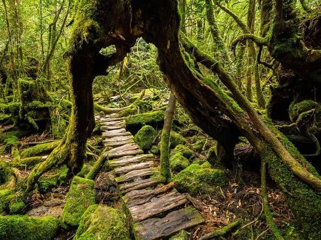 Du lịch đảo thiên đường Yakushima