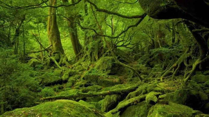 Du lịch đảo thiên đường Yakushima