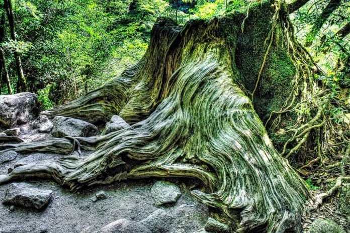 Du lịch đảo thiên đường Yakushima