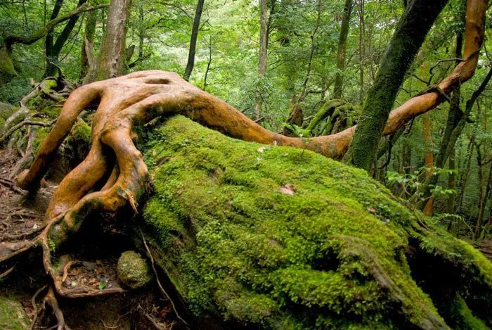 Du lịch đảo thiên đường Yakushima