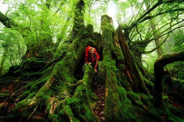 Du lịch đảo thiên đường Yakushima