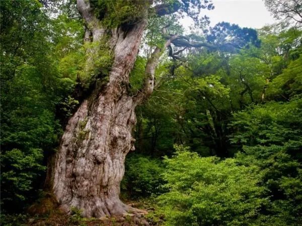 Du lịch đảo thiên đường Yakushima