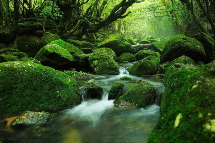 Du lịch đảo thiên đường Yakushima