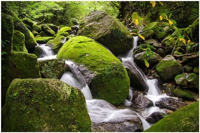 Du lịch đảo thiên đường Yakushima