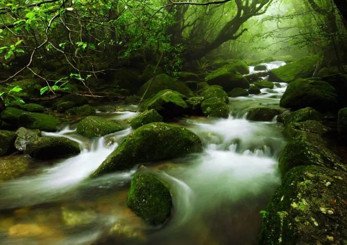 Du lịch đảo thiên đường Yakushima