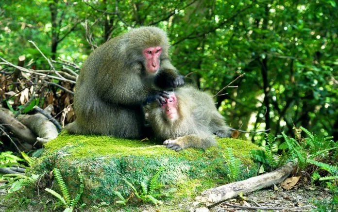 Du lịch đảo thiên đường Yakushima