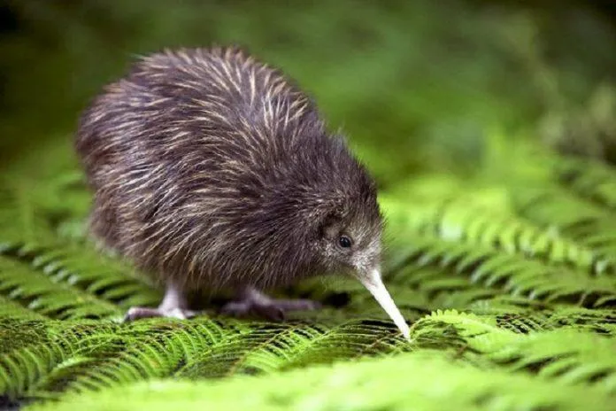 Du lịch New Zealand phải đến đâu để thấy chim kiwi – loài vật biểu tượng của đất nước này?