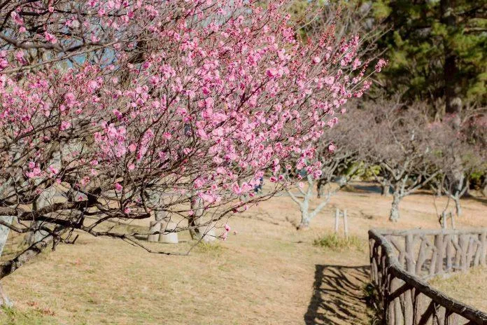 Du lịch Nhật Bản ngắm vườn hoa mơ ở công viên Minami