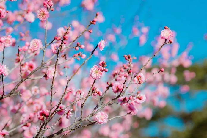 Du lịch Nhật Bản ngắm vườn hoa mơ ở công viên Minami