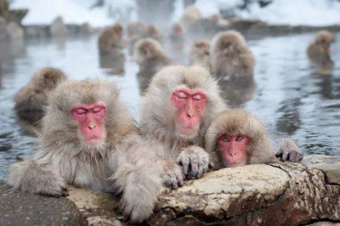 Du lịch Nhật Bản tại Shibu Onsen – Thưởng thức suối nóng và chơi cùng bầy khỉ!