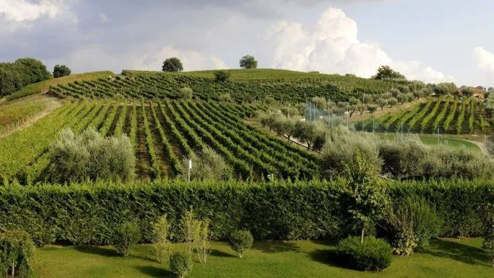 Du lịch nước Ý tại những vườn nho – Không chỉ nhiều cảnh đẹp, mà còn giàu văn hóa!