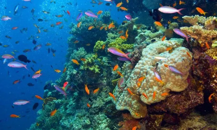 Great Barrier Reef – Tham quan rạn đá ngầm lớn nhất hành tinh