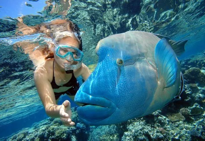 Great Barrier Reef – Tham quan rạn đá ngầm lớn nhất hành tinh