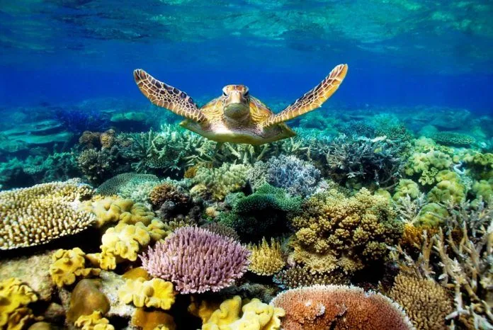 Great Barrier Reef – Tham quan rạn đá ngầm lớn nhất hành tinh