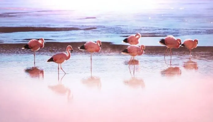 Khám phá cánh đồng muối Salar de Uyuni lớn nhất thế giới ở Bolivia