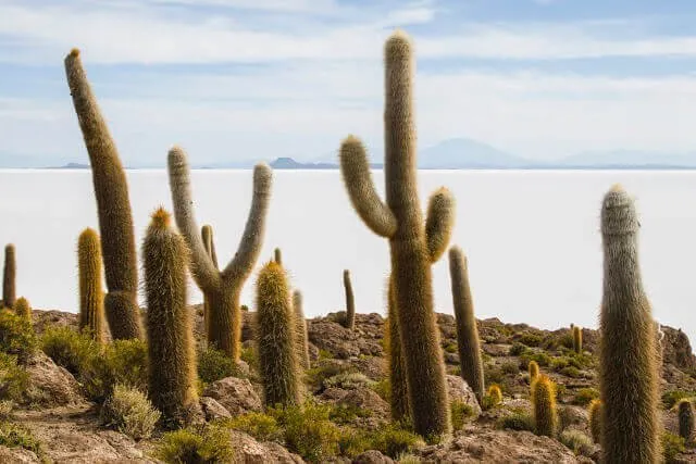 Khám phá cánh đồng muối Salar de Uyuni lớn nhất thế giới ở Bolivia