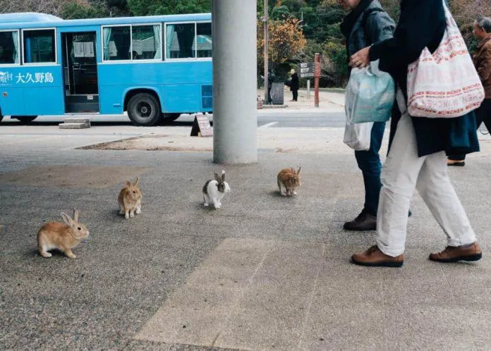 Những chú thỏ "tiếp tân" chào đón du khách (Ảnh: Internet).