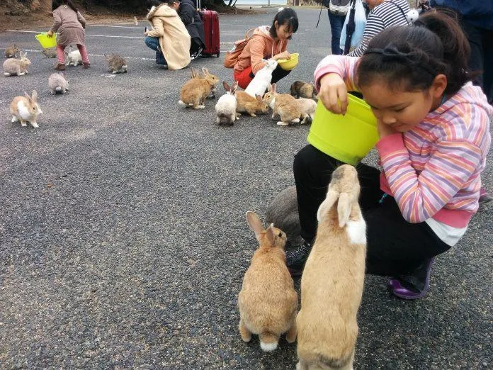 Bầy thỏ rất thích thú "khám xét" các du khách để tìm thức ăn (Ảnh: Internet).