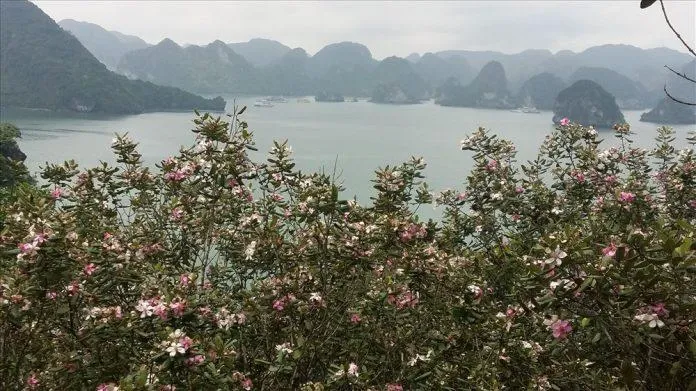 Khám phá vịnh Hạ Long: Vẻ đẹp tuyệt vời mà tạo hóa ban tặng