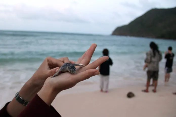 Kinh nghiệm du lịch Côn Đảo, hòn đảo kỳ thú bậc nhất thế giới
