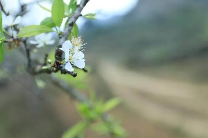 Kinh nghiệm du lịch Mộc Châu săn hoa đẹp ngỡ ngàng sau tết