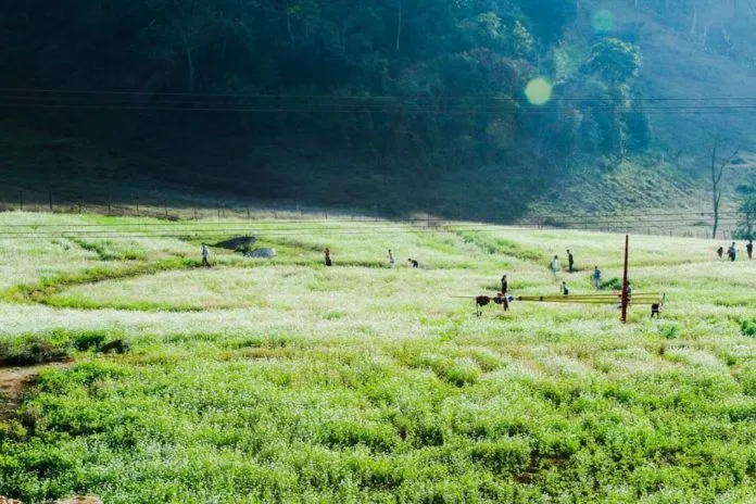 Kinh nghiệm du lịch Mộc Châu săn hoa đẹp ngỡ ngàng sau tết