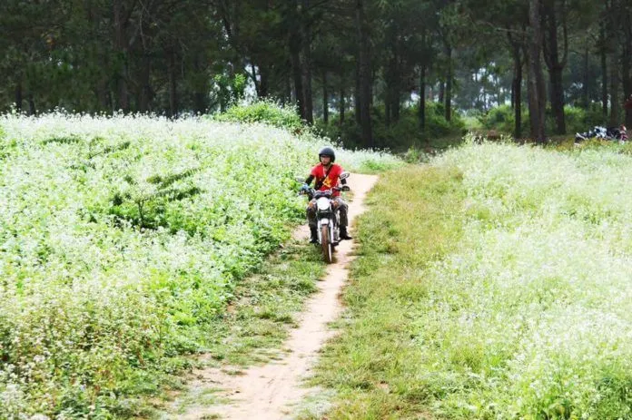 Kinh nghiệm du lịch Mộc Châu săn hoa đẹp ngỡ ngàng sau tết