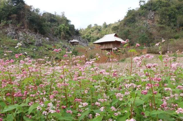 Kinh nghiệm du lịch Mộc Châu săn hoa đẹp ngỡ ngàng sau tết