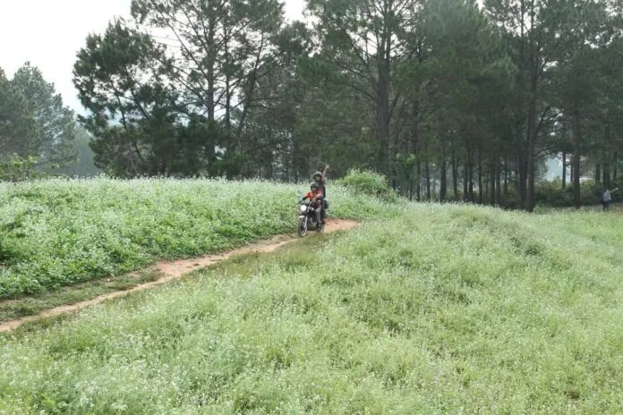 Kinh nghiệm du lịch Mộc Châu săn hoa đẹp ngỡ ngàng sau tết