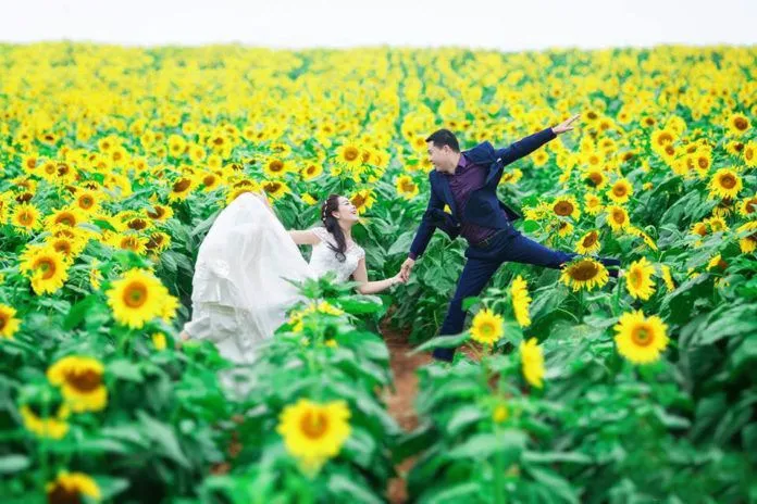 Lạc bước giữa cánh đồng hoa mặt trời ở Nghệ An
