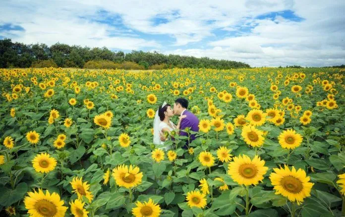 Lạc bước giữa cánh đồng hoa mặt trời ở Nghệ An